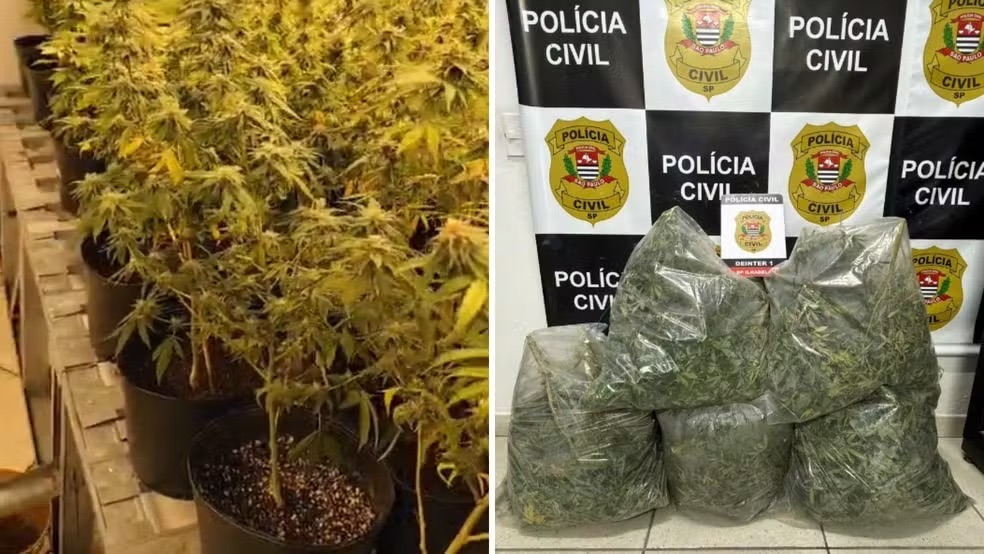 Norte-americano é preso com mais de 250 pés de maconha em casa de luxo em Ilhabela