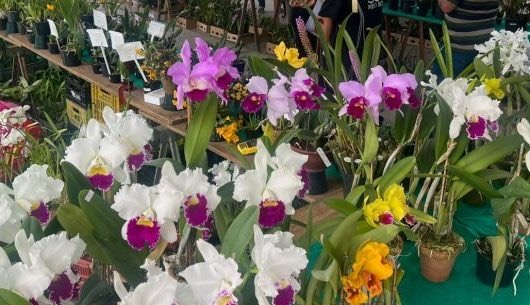 46ª Exposição de Orquídeas do Litoral Norte acontece de 9 a 11 de outubro em Caraguatatuba