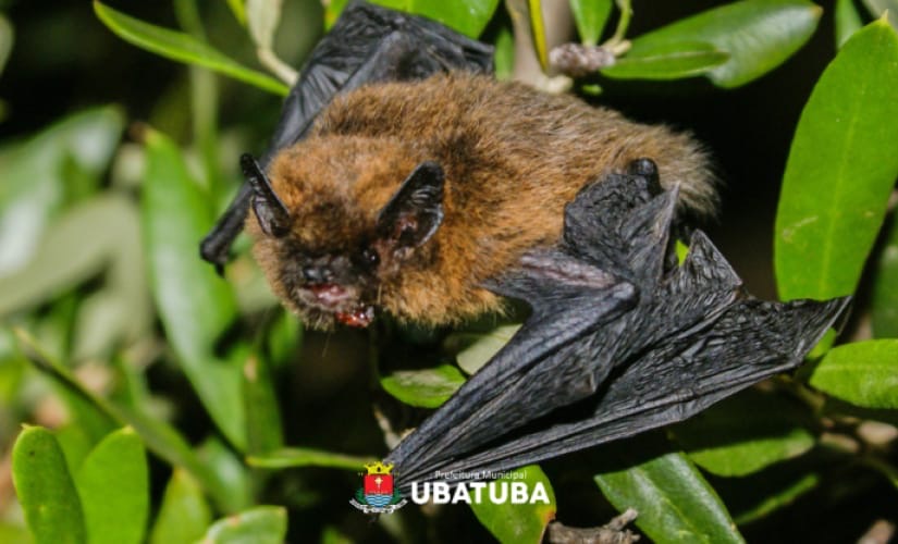 Ubatuba confirma dois casos de raiva em morcegos no Taquaral e na Ilha Anchieta e alerta população
