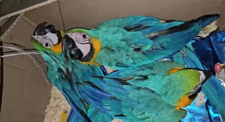Polícia Ambiental prende quatro por tráfico de araras em Ubatuba; aves estavam amarradas e grupo é multado em R$ 105 mil